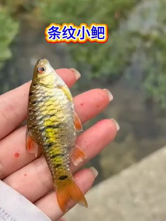 #条纹小鲃 #观赏鱼 #养鱼#养鱼日记 #鱼儿自由自在的水中游