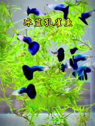 第一次见冰蓝孔雀鱼,才懂什么叫“水中精灵”。它的蓝不是单调的色块,是清晨薄雾里的天空色,是冰川融水的透亮感,层层叠叠晕染在鱼身,连游动都带着诗意。 尾鳍展开时像一把精致的蓝孔雀羽扇,边缘泛着若有似无的银辉,轻微摆动就搅乱一缸光影。没有艳丽的杂色,纯粹的冰蓝从脊背蔓延到腹鳍,仿佛把一片静谧的星空装进了鱼缸。 不管是新手还是资深玩家,都能被它的美打动。不用费心照料,它自带“高光体质”,独处时是风景,群游时更是一片流动的蓝色星河,让家里的每个角落都充满生机与美感。#轻松养鱼 #观赏鱼 #水族 #养鱼日记 #冰蓝孔雀鱼@抖加🔥上热门🔥dou+🔥热点宝