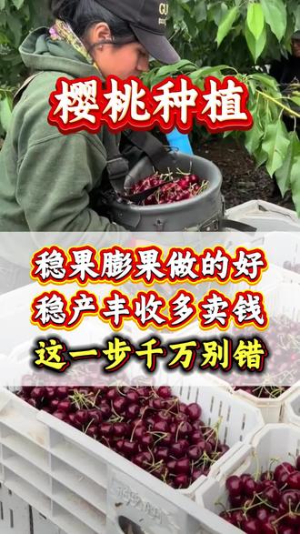 果树稳果膨果#果树种植 #果树#膨果 #增产增收 #种植小技巧