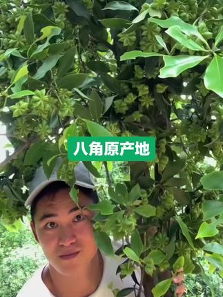 新货八角
