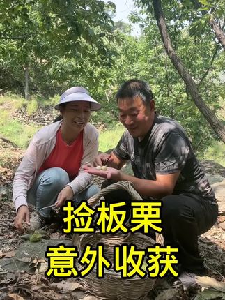 #幸福乡村丰收季 #金秋蟹礼 捡板栗还有意外收获,你们看看我们这边的栗子树大吧 #记录真实生活 #农村的生活