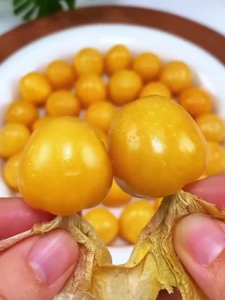 这个是来自东北的😘😋#菇娘果 它比我在市场上买的还要便宜😘😋还要好吃!脆甜多汁,没吃过的赶紧尝一尝#东北特产 #新鲜应季水果 #口感特别好 #东北姑娘果