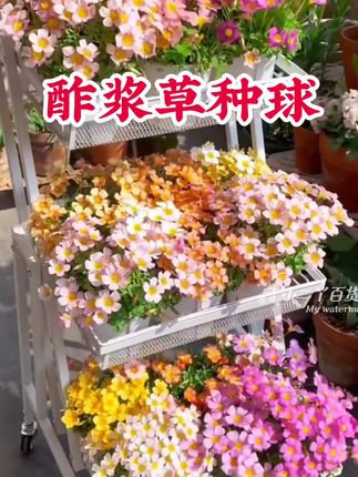 又到种植酢浆草的季节了,它是春天花园里的爆花小机器,多年生球根花卉,繁殖能力很强,特别能爆崽,种下几个种球就能收获一堆,花色品种多,花小而精致,特别容易爆花,开起来密密麻麻,阳台小院种几盆,春天就是浪漫小花园。种植简单,非常好养,低维护,简直就是新手懒人的福音。#酢浆草#爱生活爱养花 #花卉绿植 #好看的花一定要分享给你 #阳台小院均可种植