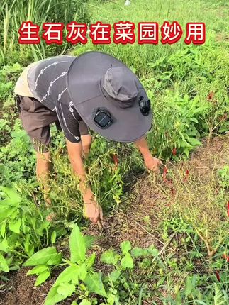 #农村生活里的种菜小妙招来啦~ 生石灰粉在菜地里可是藏着大用处的宝贝!往菜地里撒点它,不光能给土壤“调调性子”——把偏酸或偏碱的土壤往合适的酸碱度拉一拉,让菜苗扎根后长得水灵灵、精神头足;还能悄悄给菜地“防着虫”,减少那些啃菜叶的小虫子来捣乱,菜长得更省心~ #种菜 #生石灰粉 #种菜防虫 #土壤改良