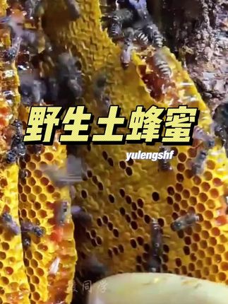 #农家土蜂蜜 #优质农产品 #蜂蜜 #深山土蜂蜜 #营养丰富