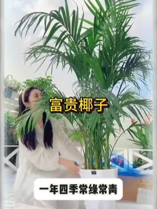 #富贵椰子 #散尾葵 #好养易活 #爱生活爱养花 #适合室内的绿植盆栽推荐