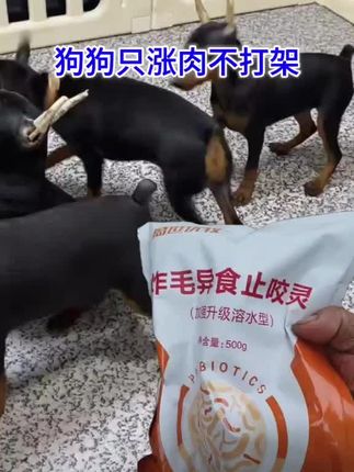 #养狗经验分享 #狗狗#养狗人