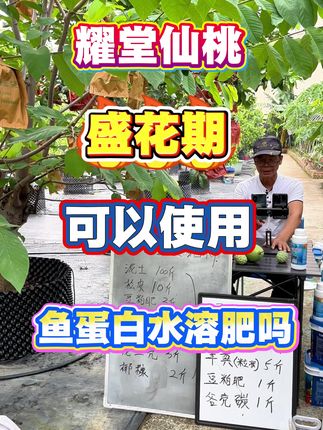 耀堂仙桃盛花期可以用鱼蛋白水溶肥吗?是可以的,这个品种挂果需要果树足够壮健,花苞足够才可以的,鱼蛋白作为有机水溶肥针对果树的养分补充是非常适合的,可以喷叶片和浇盆土根部一起进行,7-10天一次即可哦~~包括挂果期也可以使用#三农 #种植小技巧 #新农人计划 #肥料 #有机肥