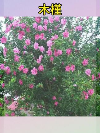 #木槿花 #木槿花开 #木槿花开了 木槿花盆栽重瓣木槿花苗庭院绿化地栽风景树可食用木槿树苗#木槿花苗 #木槿花盆栽