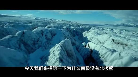 为什么南极没有北极熊,北极没有企鹅呢?#