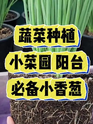 #香葱种子 #种香葱 #种菜小技巧 #种植小技巧 #三农