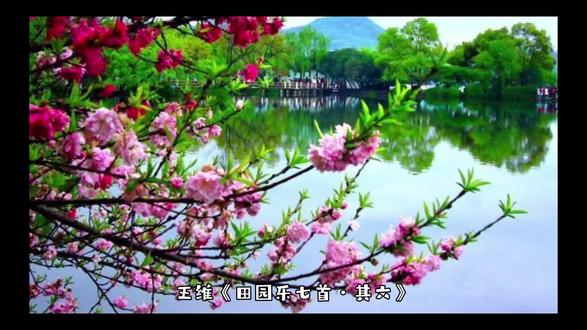 王维《田园乐七首·其六》全诗:
桃红复含宿雨,柳绿更带朝烟。
花落家童未扫,莺啼山客犹眠。
王维的《田园乐七首·其六》描绘了一幅雨后清晨的田园画卷,展现了诗人退隐辋川后的闲适生活。诗中,“桃红复含宿雨”与“柳绿更带朝烟”两句,通过“桃红”与“柳绿”的色彩对比,以及“宿雨”与“朝烟”的细腻刻画,勾勒出一幅清新明丽的春景图。桃花带着隔夜的雨珠,显得更加娇艳;柳树在晨雾中更显朦胧,仿佛笼罩着一层轻纱。后两句“花落家童未扫,莺啼山客犹眠”则转入动态描写:落花满地,家童尚未清扫;黄莺啼鸣,山客(诗人自己)仍在酣睡。这种动静结合的手法,既表现了田园生活的宁静与悠闲,又透露出诗人与自然和谐共处的禅意。全诗语言凝练,对仗工整,音韵和谐,展现了王维“诗中有画”的艺术特色。诗人通过细腻的景物描写,表达了对田园生活的热爱与向往,同时也体现了其淡泊宁静的心境。