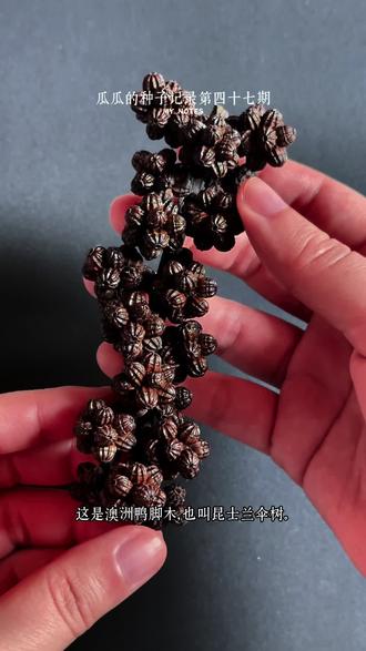 满树小红果的澳洲鸭脚木
#你能叫出它的名字吗 #一般人不告诉他 #植物 #植物科普 #大自然的馈赠