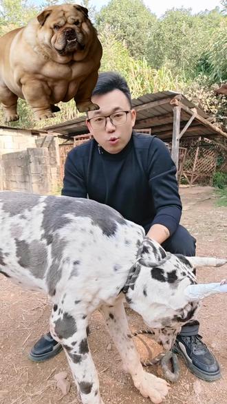 如何繁殖出300斤的猛犬,后果怎么样