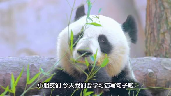 三年级下册语文第2课《燕子》仿写片段:大熊猫 #三年级语文下册 #小学生仿写句子
一身黑白相间的绒毛,一对毛茸茸的圆耳朵,加上黑葡萄似的大眼睛,凑成了那样憨态可掬的大熊猫。