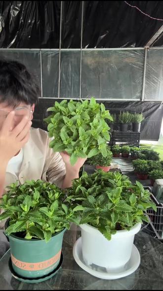 新手也能养爆盆!一盆实现薄荷自由啦!