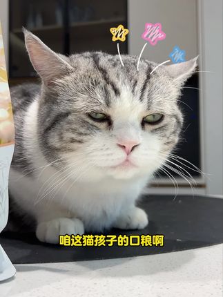 猫孩子的口粮一定要提前囤!吃光了再想起来就遭罪了!#猫粮#新手养猫#萌宠好物#乐肯猫粮#养猫人