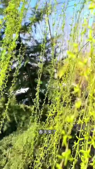 春天的柳条最软,最适合编篮子了,不用图纸,不用胶水,凭着老被传下来的手法,把春天的气息,编成一只只小小的柳条篮#民间手艺 #柳条编织小篮子