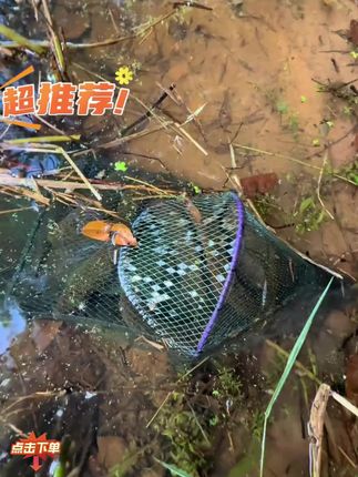 擒鳝王抓黄鳝很厉害的