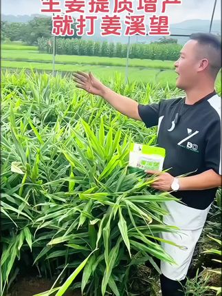 生姜3~5颗苗后,提质防病又增产,控旺减少姜瘟发生,就打三次姜溪望 #抖音助农 #农业种植 #生姜种植 #增产增收才是硬道理 #太溪邦