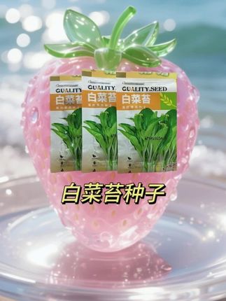 #白菜苔种子 #青菜苔 #白菜苔 #蔬菜种子 #种菜