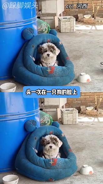 在网上,甚至能看到高度近视的狗子! #小狗 #高度近视 #萌宠日常 #万万没想到 #娱乐评论大赏