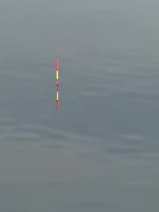 川泽鼎尖江湖超长鱼钩子线双钩成品金袖金海夕伊豆伊势尼专业垂钓#鱼钩 #子线鱼钩 #鱼钩分享 #鱼钩推荐 #子线双钩