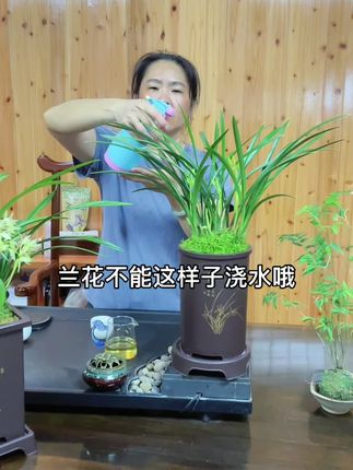兰花浇水你做对了吗 #兰花 #兰花种植 #花卉绿植 #爱兰花爱生活