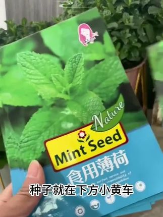 食用薄荷种子 柠檬薄荷花草种子四季耐寒耐热阳台盆栽庭院植物种子#健康饮食 #美食 #养生汤 #做美食 #吃的健康