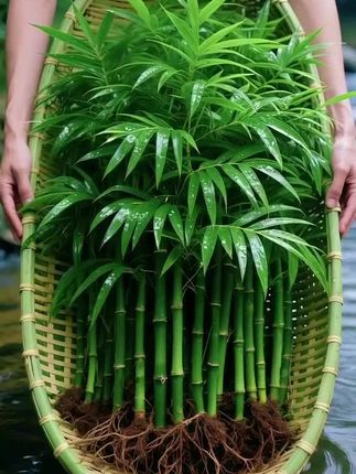 水培竹柏:藏在日常里的清新小确幸 无需复杂照料,不必费心翻土施肥,给它添上一瓶清水,水培竹柏便能悄悄捧出满盆绿意。枝叶舒展得葱郁鲜亮,层层叠叠的叶片间,还裹着天然的竹叶清香,轻轻将空气晕染得清爽通透。 风过时,那股扑面而来的清润感格外治愈,仿佛下过雨的竹林就在眼前,湿润的气息绕着鼻尖打转。它就像一支蘸了绿与香的画笔,细细勾勒,把平淡的日常晕染成一片满是宁静的小天地,让每个寻常时刻都多了份自然的温柔。 #水培竹柏 #室内绿植 #净化空气 #水培植物 #四季常绿