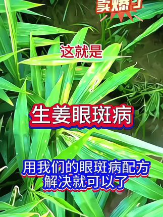 #生姜种植 #太溪邦 #抖音助农 #生姜种植基地 #增产增收才是硬道理 眼斑病会传染的,要及时打药哦