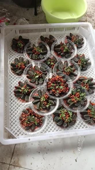 终于知道我们贵州人为什么提前一个月回家过年了,因为每一天不是在吃酒,就是在吃酒的路上,今天又是一张红太阳,一家人吃12道菜的好日子#农村酒席习俗 #回老家才有的人间美味 #农村酒席