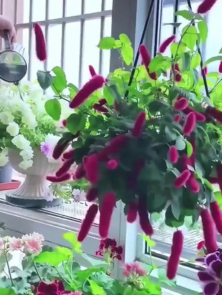 新款加厚家用园艺浇水壶大容量洒水壶长嘴园林植物浇花壶喷雾器#浇水壶 #园艺浇水壶 #洒水壶 #浇花壶