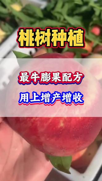 果树增产看这里 #果树种植 #桃树种植 #桃树管理 #果树管理 #果树施肥