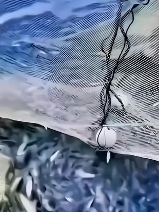 去内脏 湖南特产火焙鱼农家小鱼干货烟熏淡水鱼干正宗叼子鱼250g#美食 #小鱼干 #爱生活爱美食 #妈呀太香了