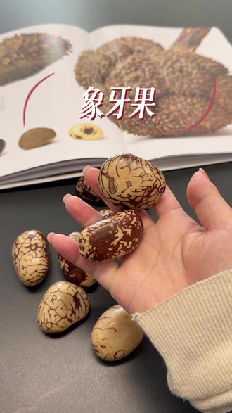 奶白软糯质感,象牙果盘玩治愈 懒人必入!象牙果越盘越润越通透#天然植物 #果实种子图鉴 #盘玩 #植物科普 #文玩爱好者