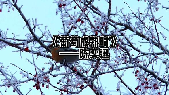 《葡萄成熟时》 听说你的朋友圈也下起了“葡萄雨”?#冬至 #葡萄成熟时 #陈奕迅 #粤语 #好歌分享