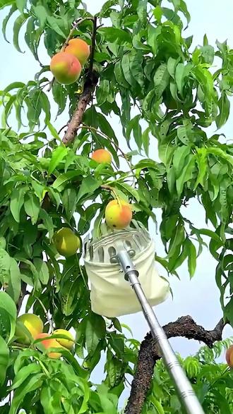 高空摘果器 # 摘杨梅神器 # 摘果器 # 摘果器伸缩杆