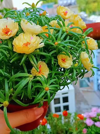 我的小花太给力了,超级无敌好看😜#爱生活爱养花 #重瓣太阳花 #阳台养花 #养花人的乐趣 #我的花花草草🌸🌸
