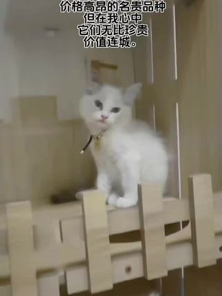价值连城,#宠物vlog #萌宠出道计划 #猫咪的日常 #萌宠出道计划 #治愈猫咪