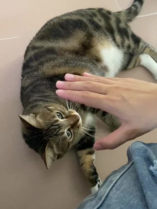 又要玩,又要咬我,什么意思?#铲屎官日常 #狸花猫 #哞麦鹅