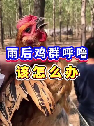 雨后鸡群呼噜该怎么办?#养鸡 #养鸡人 #养鸡小妙招