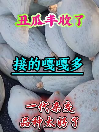 冰糖蛋黄香丑瓜#新种子 #大丑瓜种子