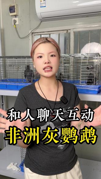 非洲灰鹦鹉可以和人聊天互动#鹦鹉日常 #手养鹦鹉 #鹦鹉 #非洲灰鹦鹉