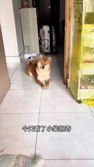 今天看了小柴佩奇 真的是有很大感触 我想到了我家生菜和铁柱 虽然它们都是动物 但也跟我的家人是一样的 希望所有养猫猫狗狗的朋友都能善待自己的孩子 既然决定养就不要抛弃它 #柴犬 #萌宠动物 #小柴 #萌宠出道计划 #英短金渐层