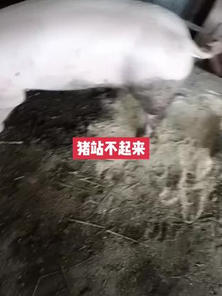 #所有养猪人 #自繁自养 #三农养殖