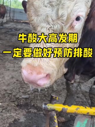 牛酸大高发,出现酸大问题一定要及时给牛排酸解酸,正常的牛也要做好预防 #肉牛养殖 #牛酸大料大腿瘸 #养牛必备 #养殖户的好帮手