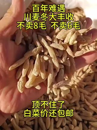 正宗四川麦冬,颗粒饱满,今天太合适了#麦冬 #吃麦冬有什么好处 #麦冬怎么吃
