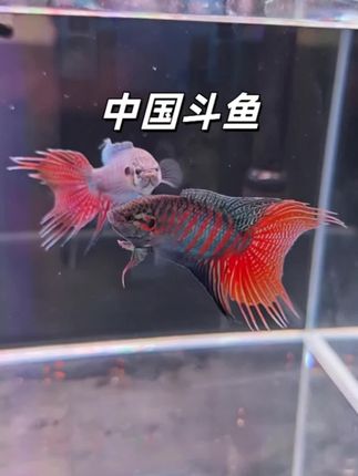 🔥被这只“水中小霸王”狠狠惊艳到了!中国斗鱼也太绝了吧!   看这一身战袍——红蓝交织的鳞片像泼了落日熔金,游动起来自带流光特效,尾巴展开就是活生生的水中折扇,往鱼缸里一放,整个缸都成了客厅最吸睛的风景线!   关键是超好养!不用打氧不用精心伺候,新手也能轻松拿捏~ 饿了扔点鱼食就乖乖干饭,闲了还会对着镜子“练拳”,那傲娇又好斗的小模样,每天看都看不够!   不管是摆书桌当解压小景,还是放客厅提升格调,都超合适! 戳小黄车带走,给生活添点不一样的色彩吧!#养鱼日记 #观赏鱼养殖 #冷水鱼 #中国斗鱼 #养鱼人