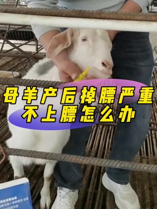 母羊产后掉膘严重如何快速上膘#瘦羊 #瘦羊变肥羊 #养羊 #自繁自养 #养羊技术